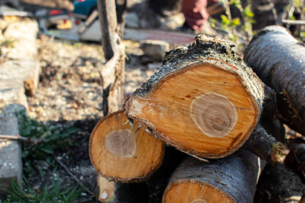 How Our Tree Care Process Works  in  Spring Hill, FL