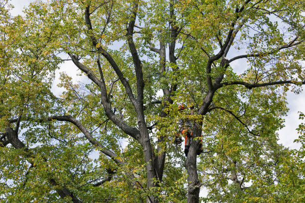 Professional Tree Care in Spring Hill, FL
